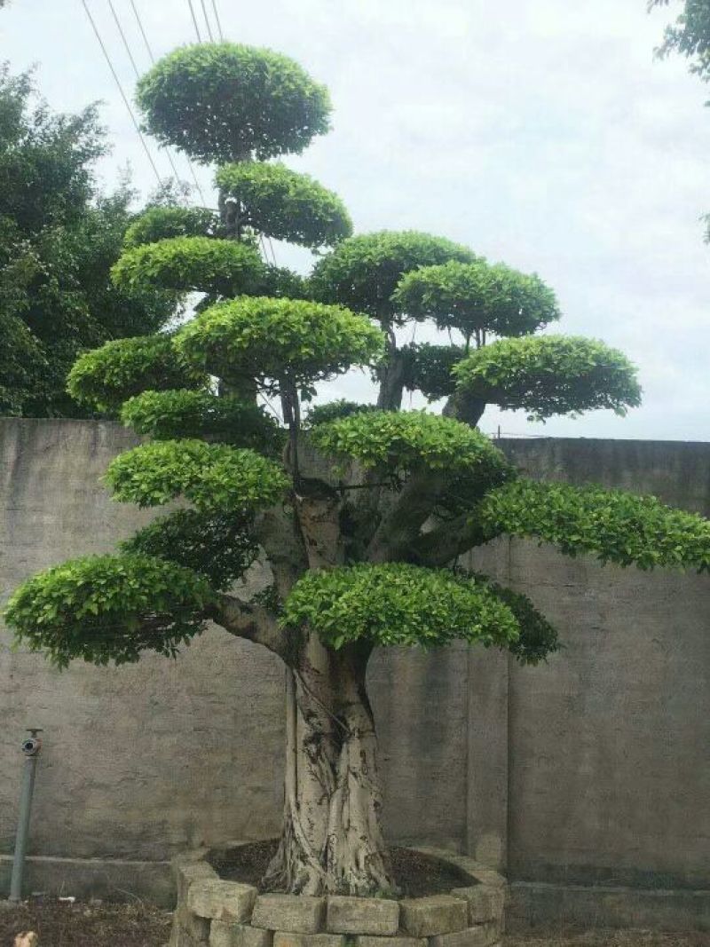 细叶榕5~8m