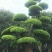 细叶榕5~8m