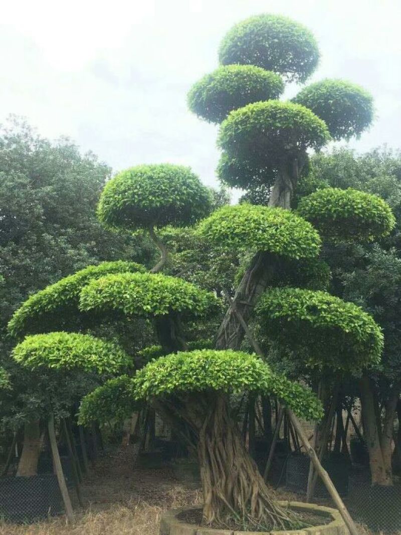 细叶榕5~8m