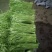 芦篙