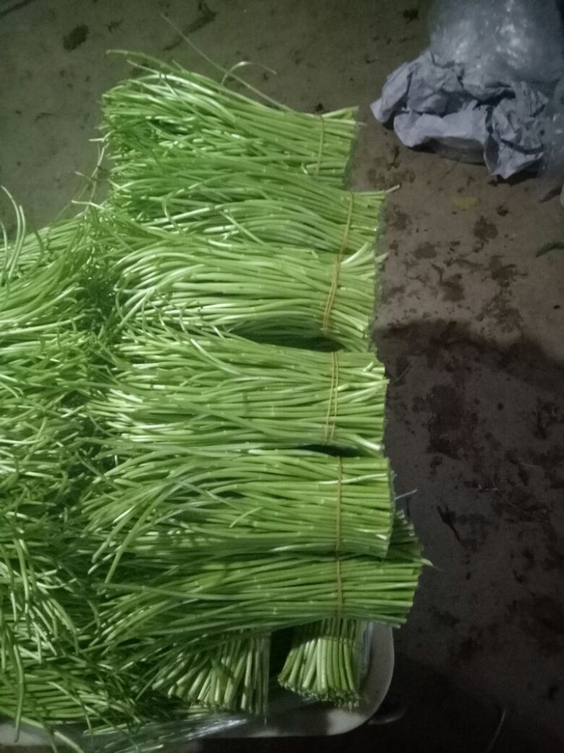 芦篙
