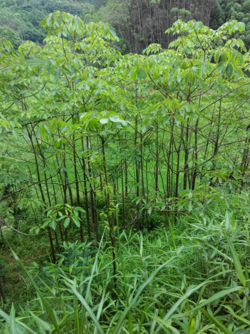 美丽异木棉3.5~4m12~14cm