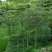 美丽异木棉3.5~4m12~14cm