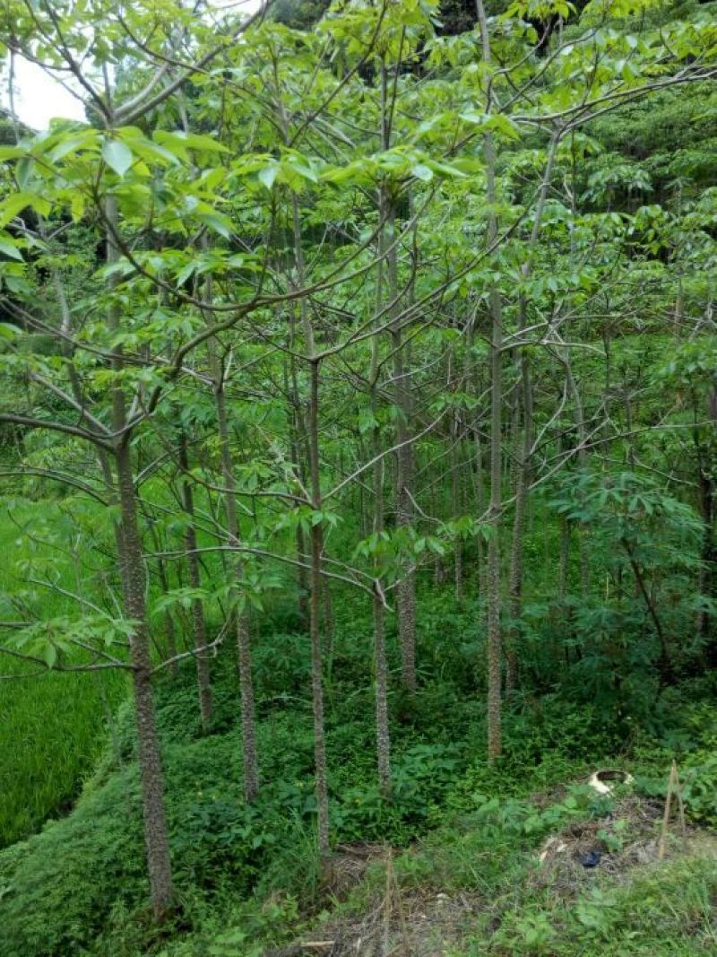 美丽异木棉3.5~4m12~14cm