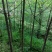 美丽异木棉3.5~4m12~14cm