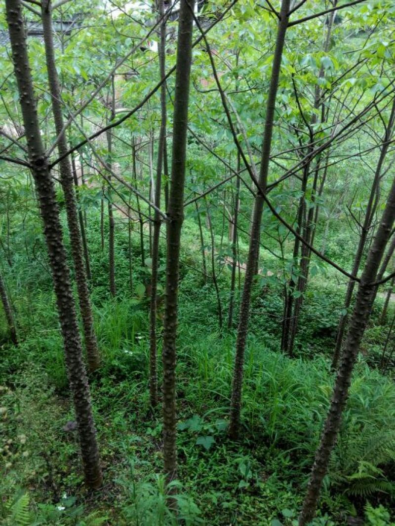 美丽异木棉3.5~4m12~14cm
