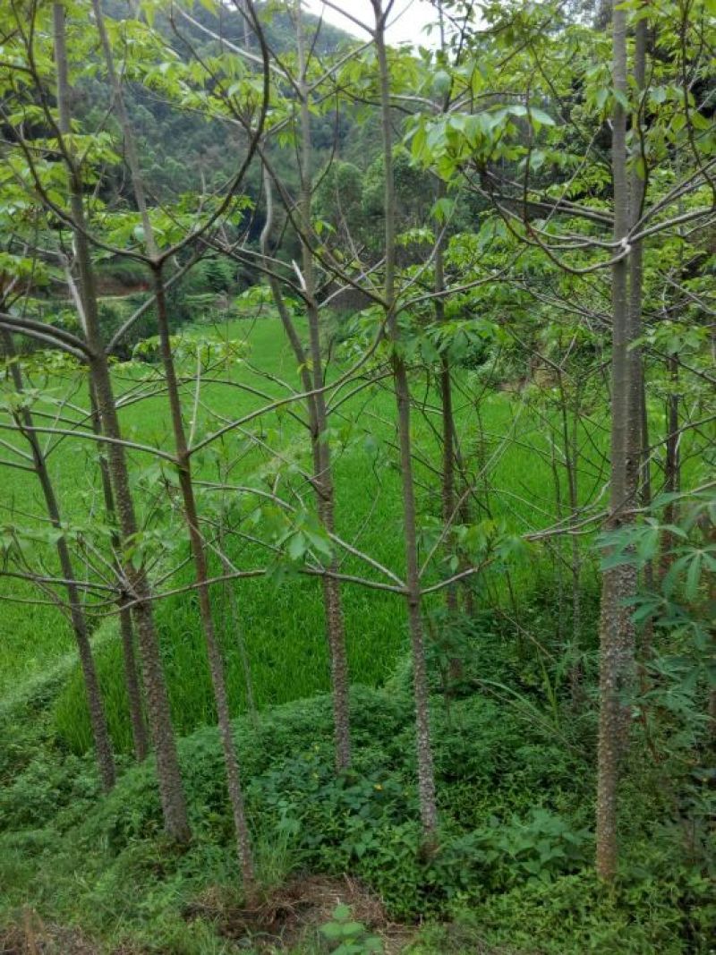美丽异木棉3.5~4m12~14cm