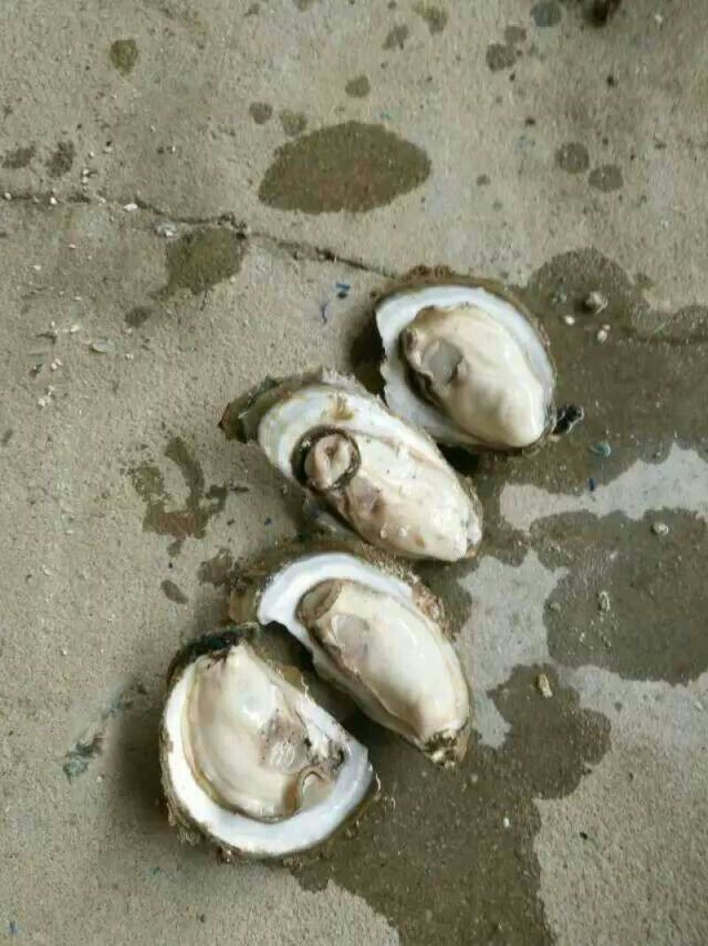 生蚝牡蛎