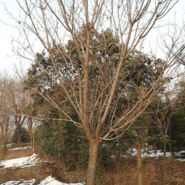 晚樱14~16cm