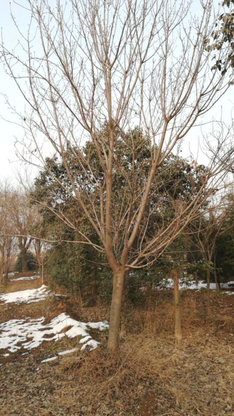 晚樱14~16cm
