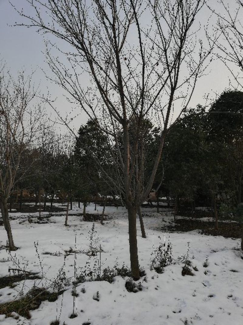 晚樱14~16cm