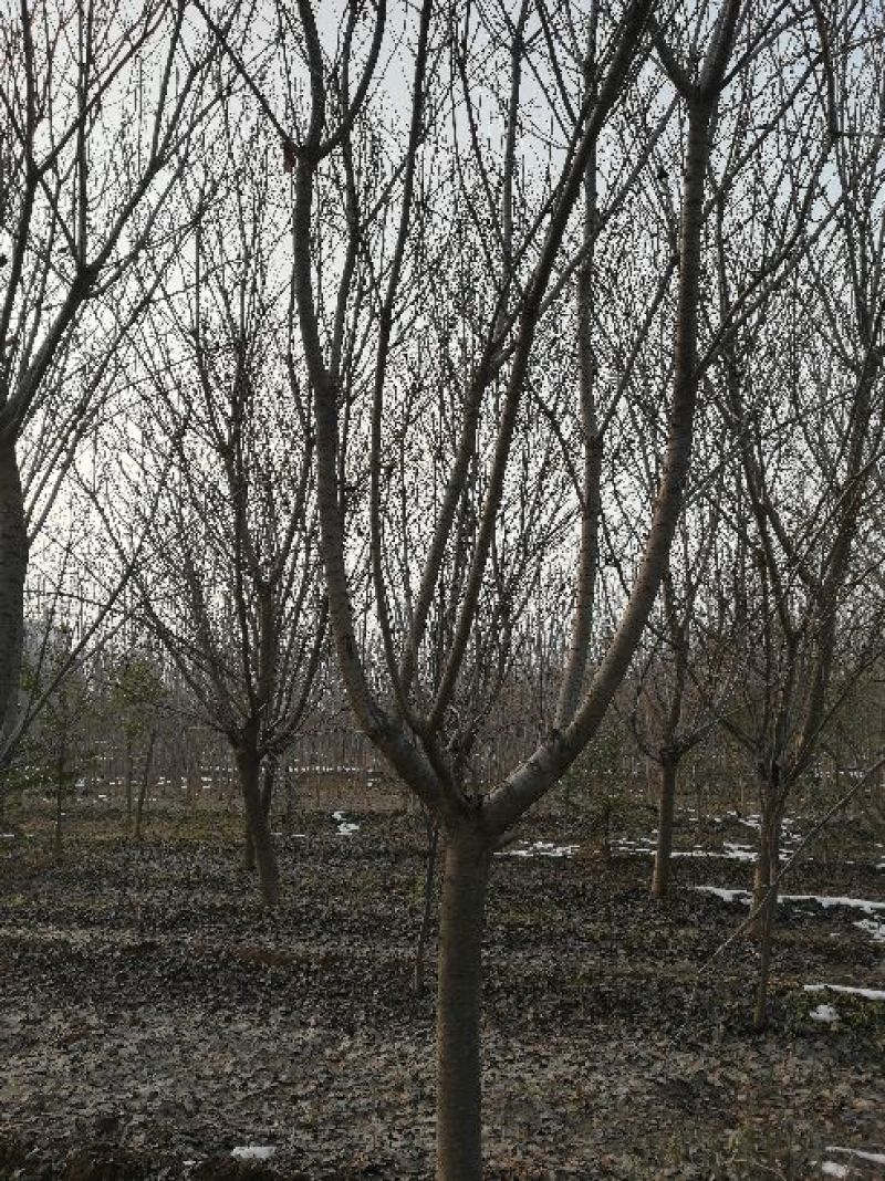 晚樱14~16cm