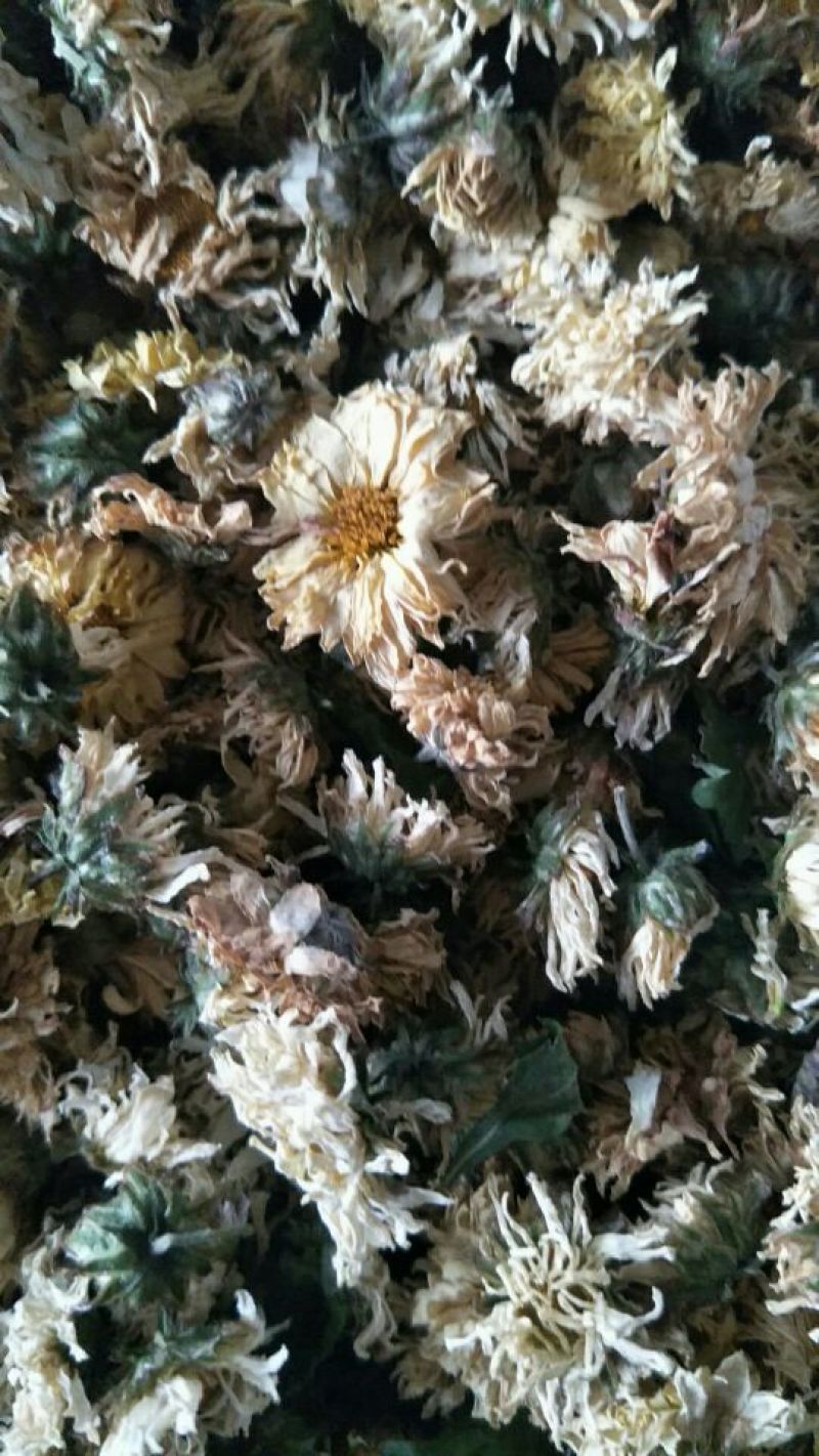 菊花茶特级
