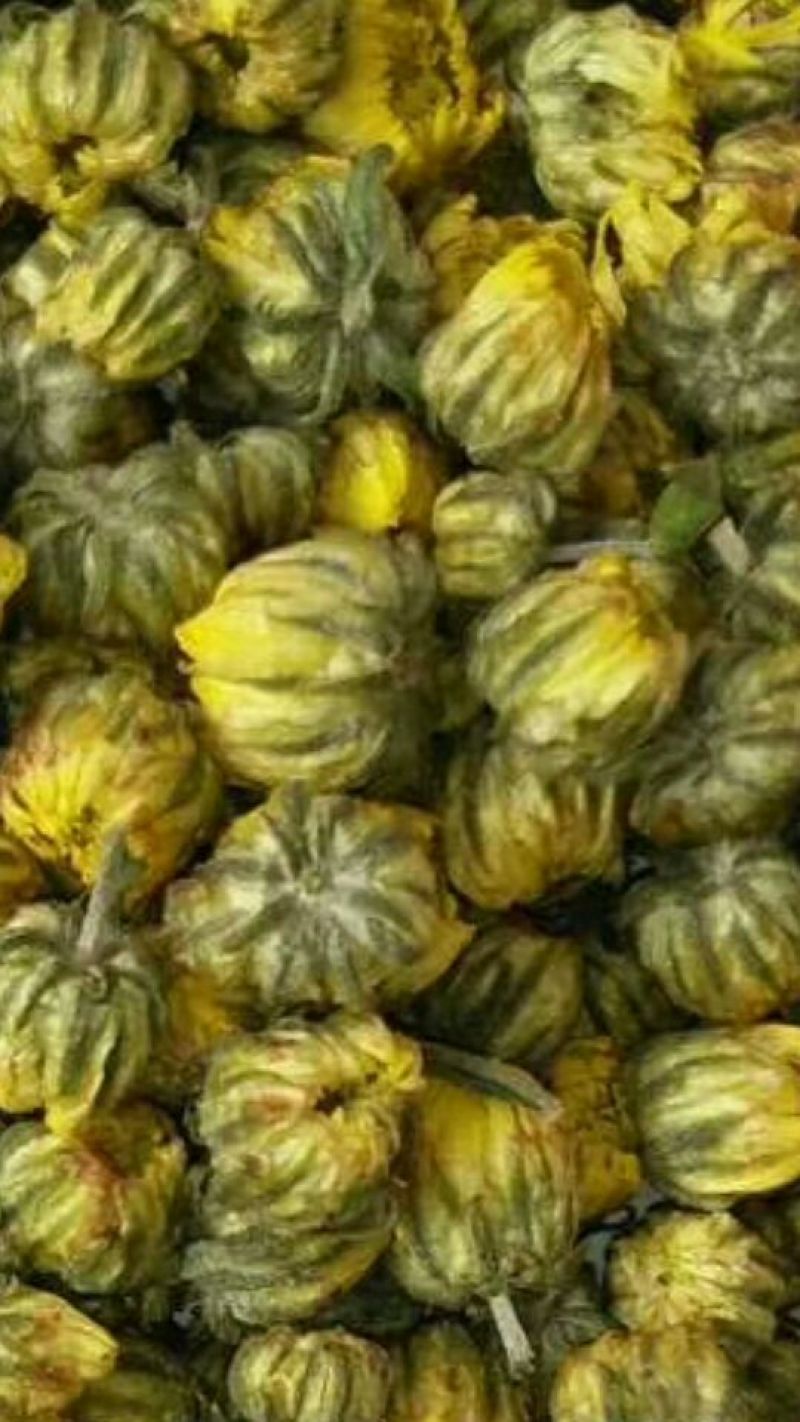 菊花茶特级