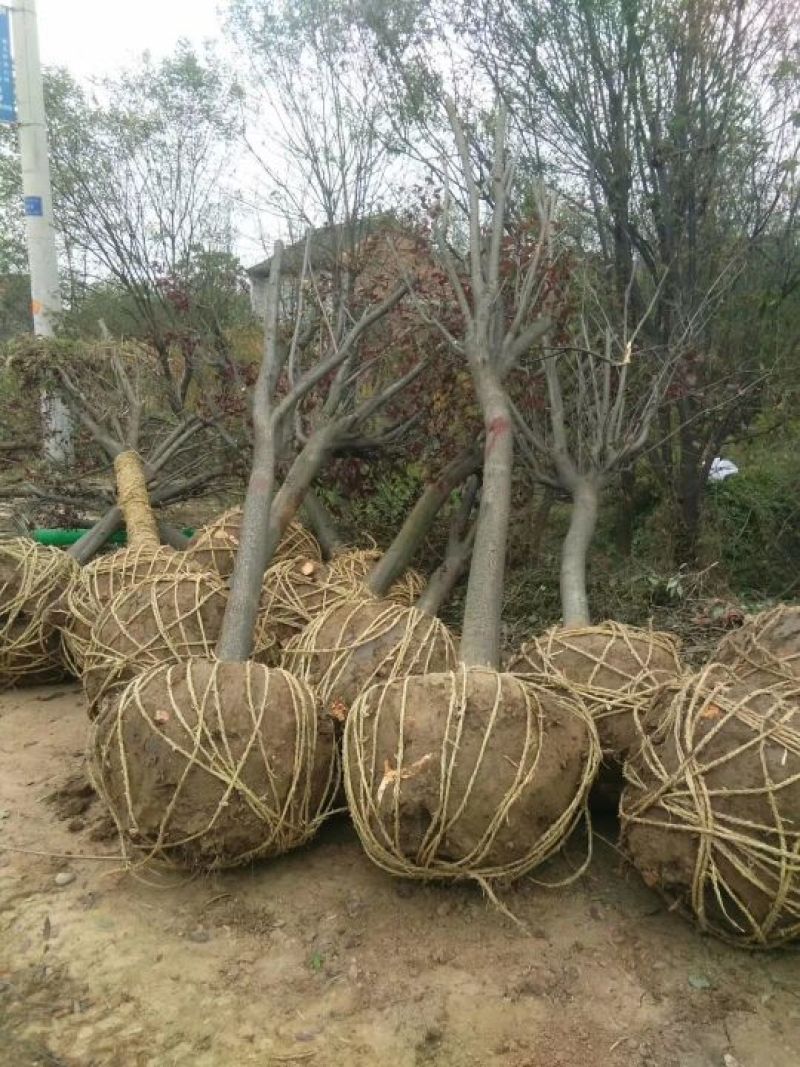 红叶李