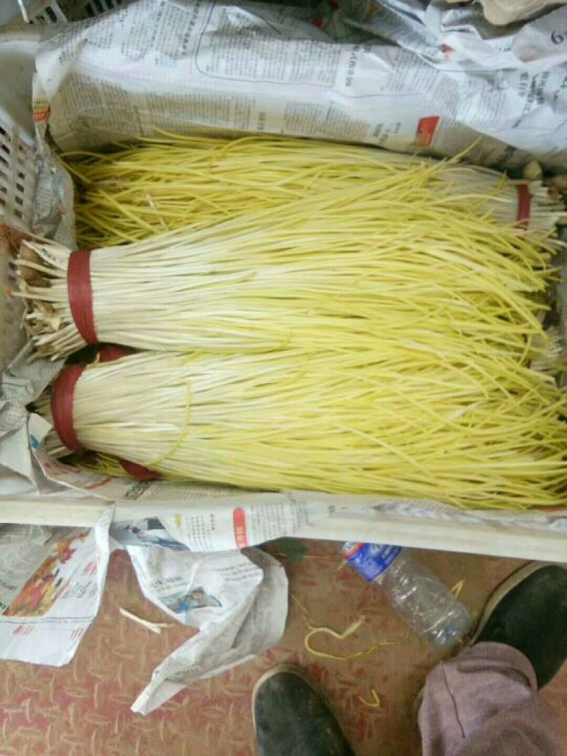 蒜黄40~50cm
