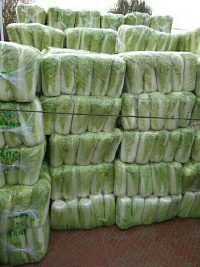 山东大白菜酸菜厂加工厂市场商超散装袋装大量供应