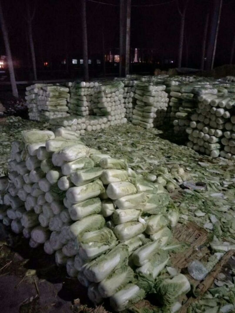 山东大白菜酸菜厂加工厂市场商超散装袋装大量供应
