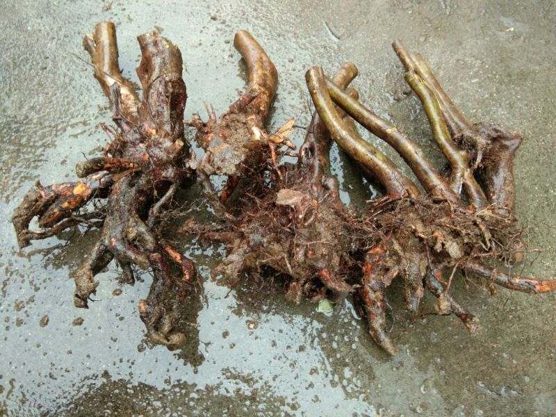 映山红树桩，有红花，紫花，黄花，现现卖15~20cm
