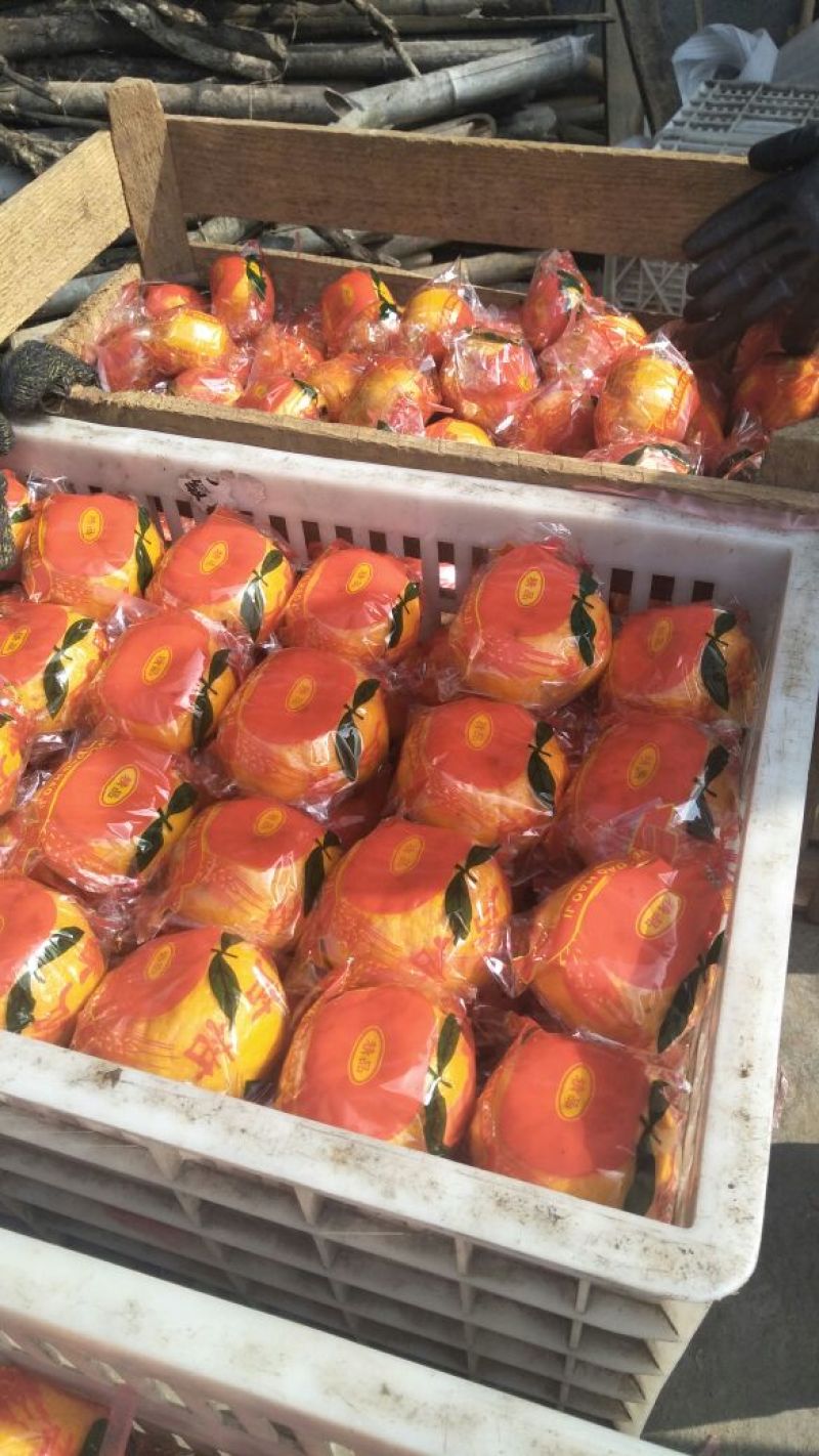 7~7.5cm保鲜果，套红袋、精品袋芦柑化渣好水分足。