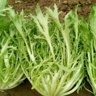 苦菊25~30cm