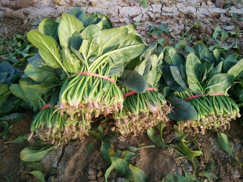 苦菊25~30cm