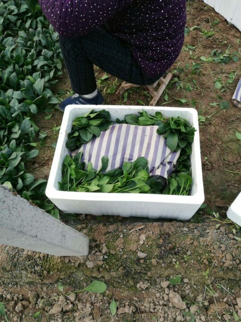 苦菊25~30cm