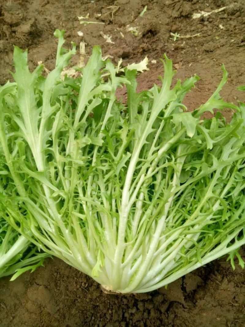 苦菊25~30cm