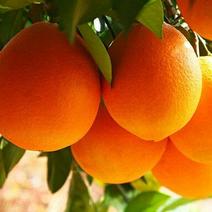 长虹脐橙湖北脐橙带叶脐橙叶橙量大从优全国发货