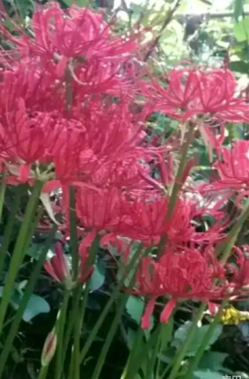 红花石蒜花妖曼珠，叶妖沙华
