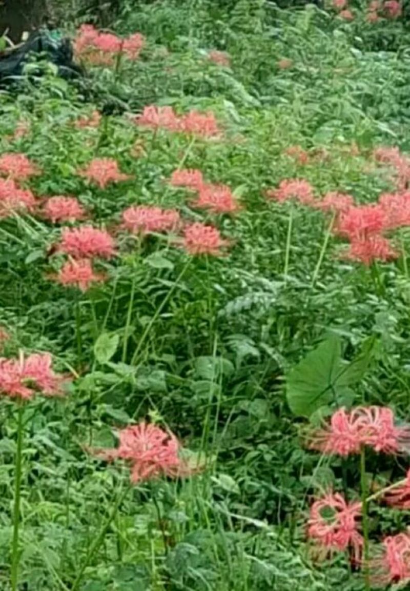 红花石蒜花妖曼珠，叶妖沙华