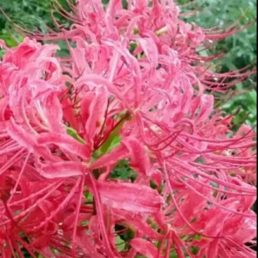 红花石蒜花妖曼珠，叶妖沙华