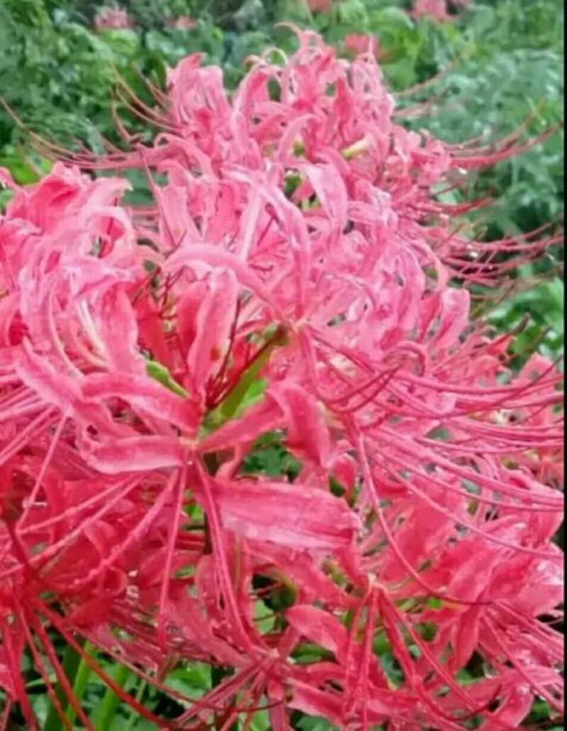 红花石蒜花妖曼珠，叶妖沙华