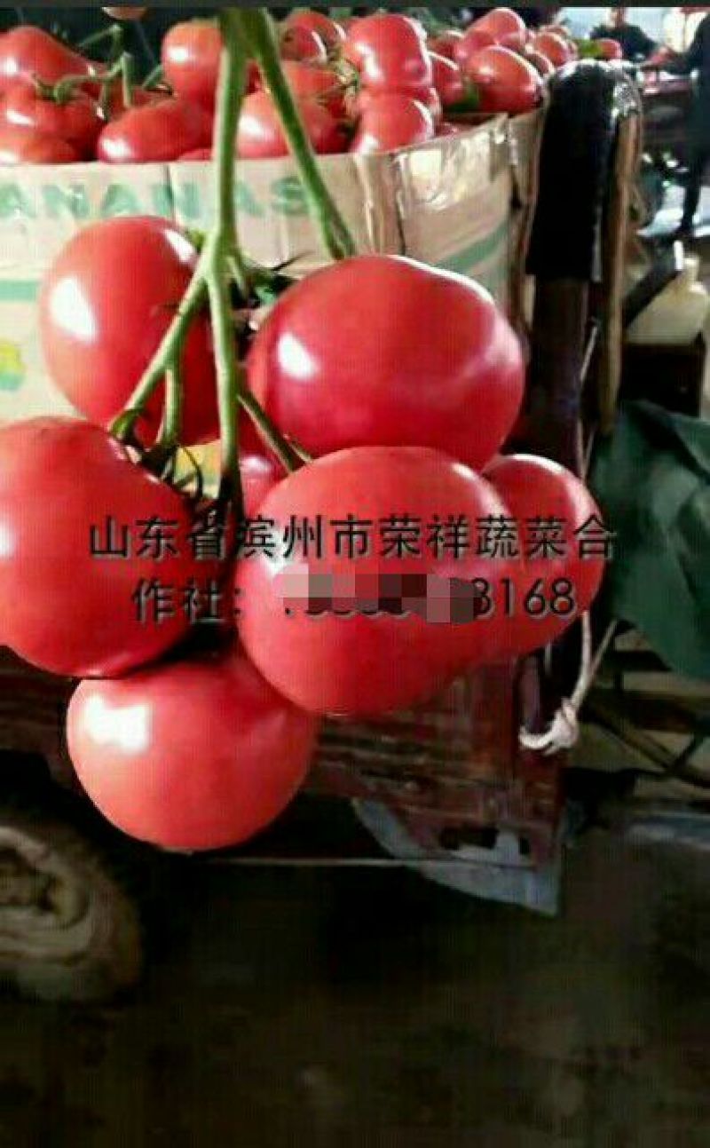 西红柿苗三叶一心，质量好，根系旺