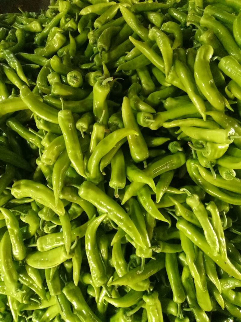 黄皮椒，青州辣椒10~15厘米中辣黄，随时接单