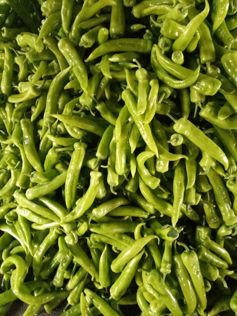 黄皮椒，青州辣椒10~15厘米中辣黄，随时接单