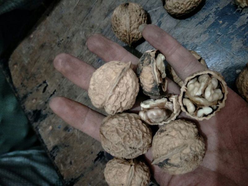 云南紫米山核桃25~30mm去皮干核桃