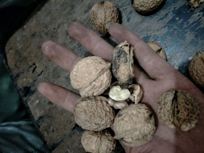 云南紫米山核桃25~30mm去皮干核桃