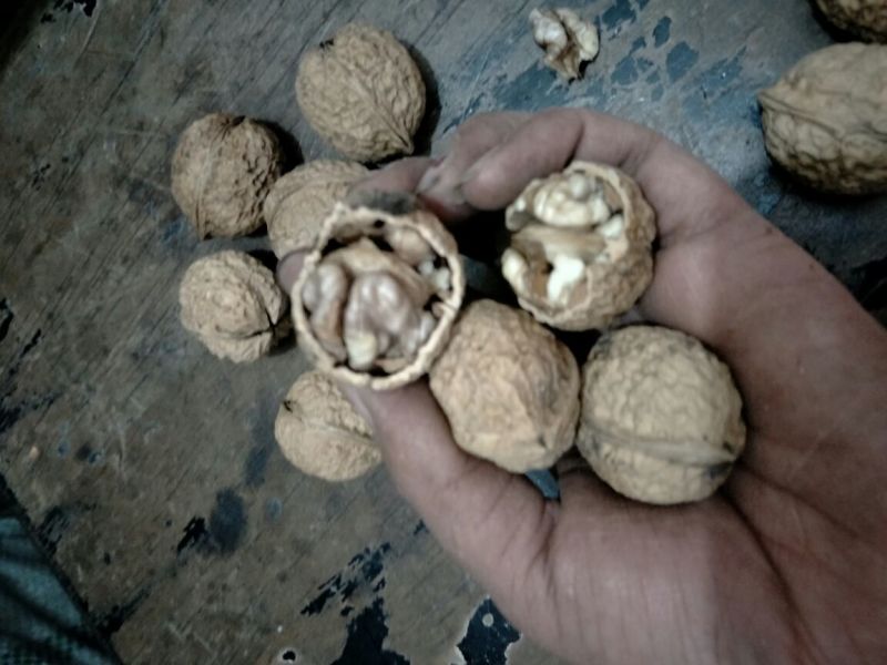 云南紫米山核桃25~30mm去皮干核桃