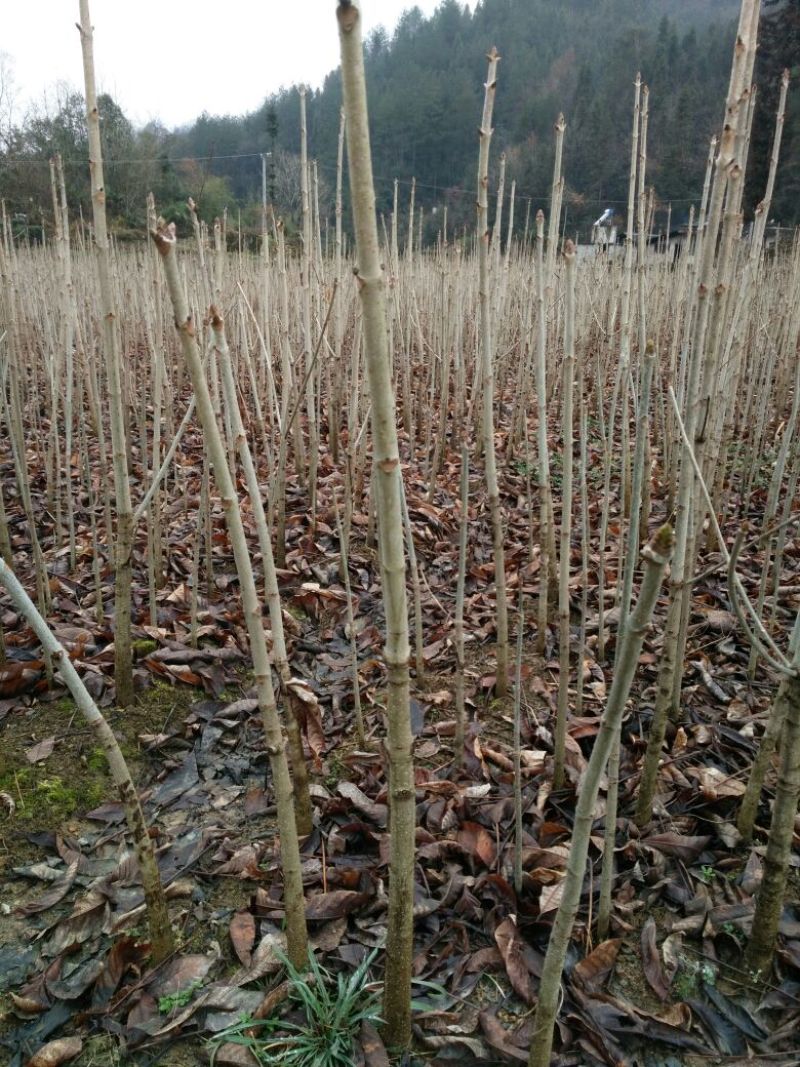 七叶树50~100cm50~100cm