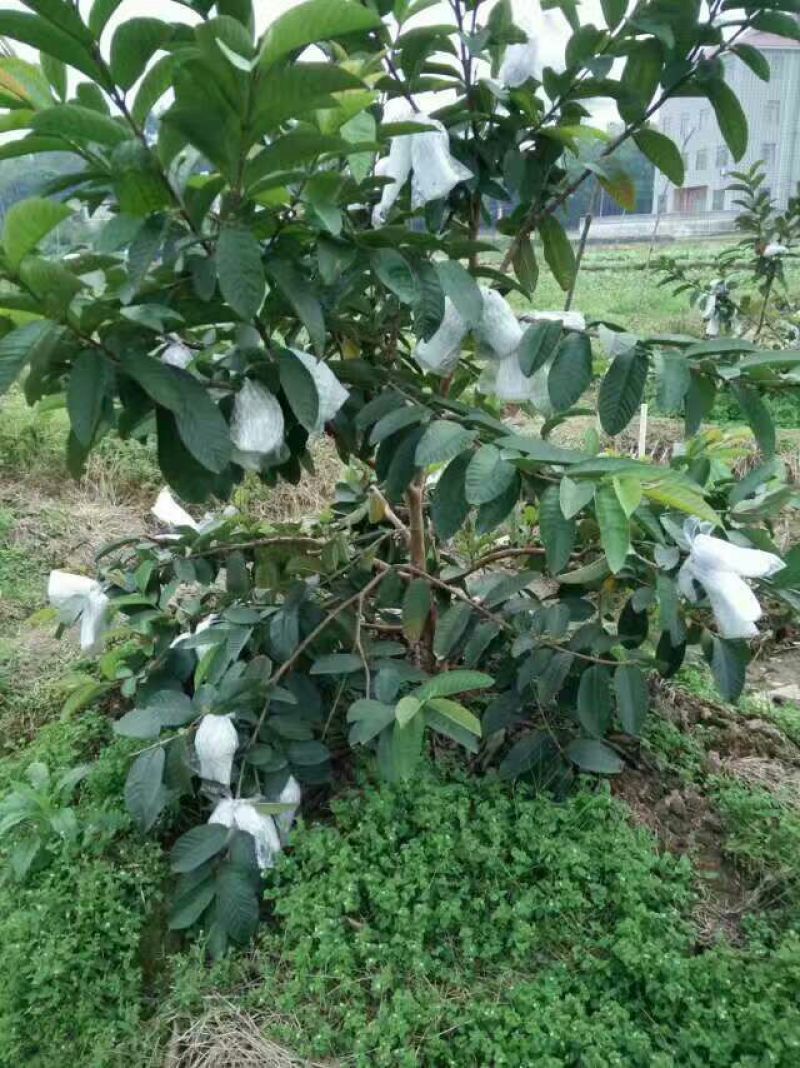 台湾红心番石榴苗50~80cm