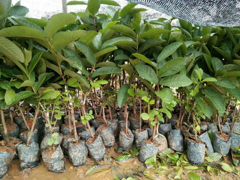 台湾红心番石榴苗50~80cm
