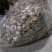 产地一件代发随州挖脚茶花菇厚冬菇整箱15公斤批发包邮