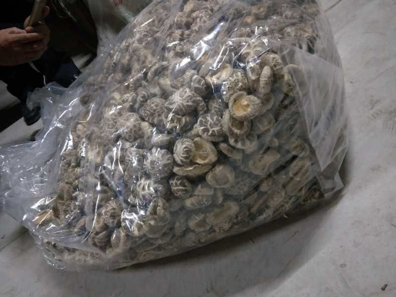 产地一件代发随州挖脚茶花菇厚冬菇整箱15公斤批发包邮