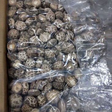 产地一件代发随州挖脚茶花菇厚冬菇整箱15公斤批发包邮