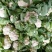 陕西菜花实菜花汉中白菜花1~3斤紧花乳白瓷实欢迎咨询