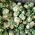 陕西菜花实菜花汉中白菜花1~3斤紧花乳白瓷实欢迎咨询