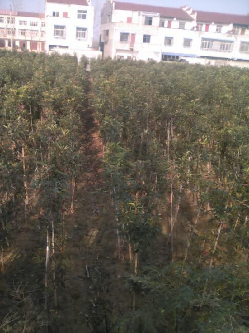 土石楠2~3m，一米径五六七八公分