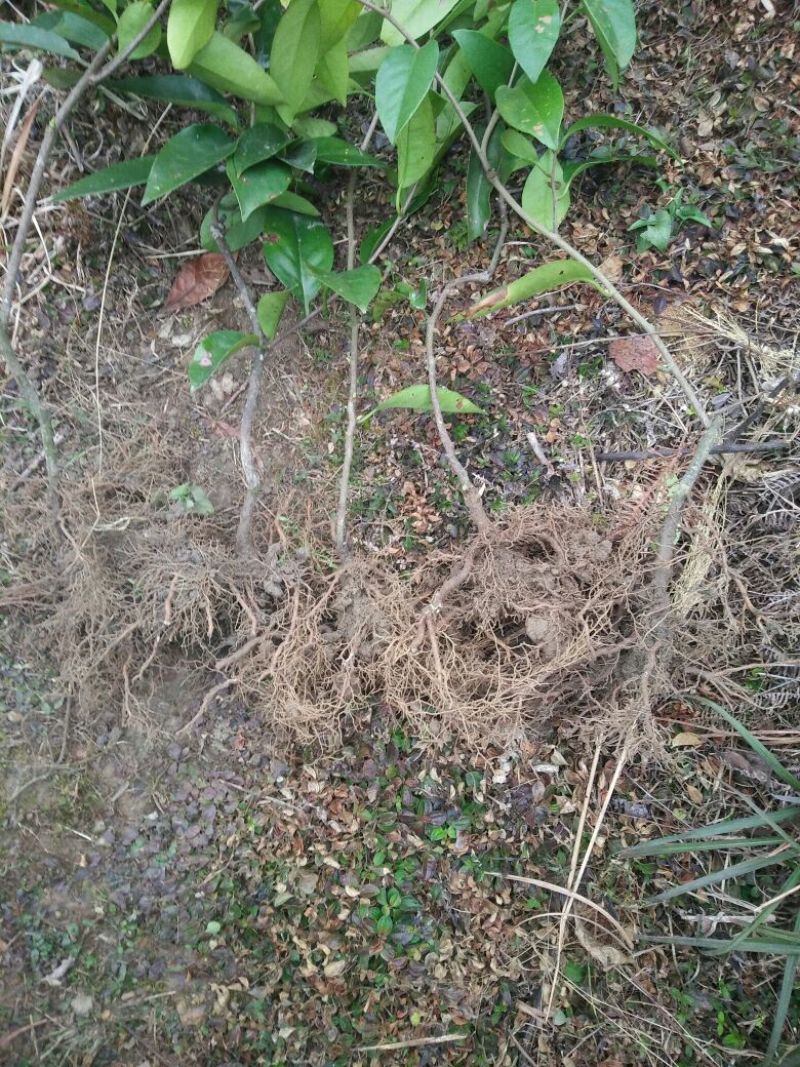 布福娜树苗1~1.5m