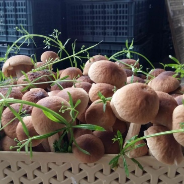 鲜茶树菇10cm